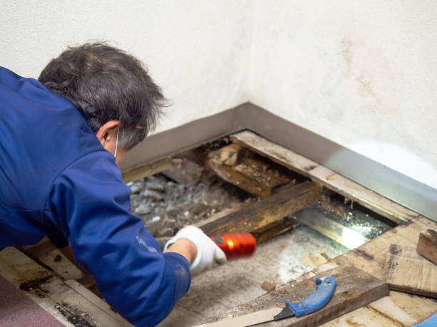 Trusted San Rafael, CA Mold Removal Experts