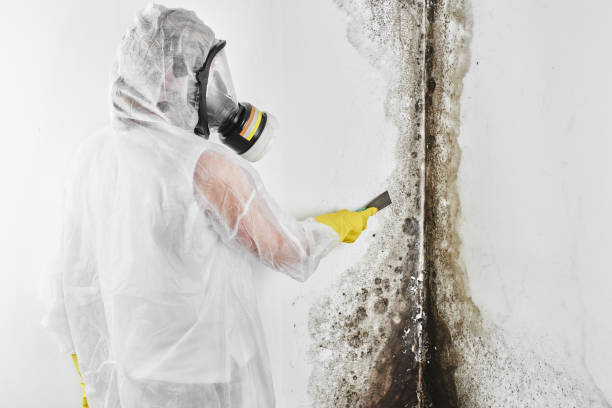 Best Emergency Mold Removal  in San Rafael, CA