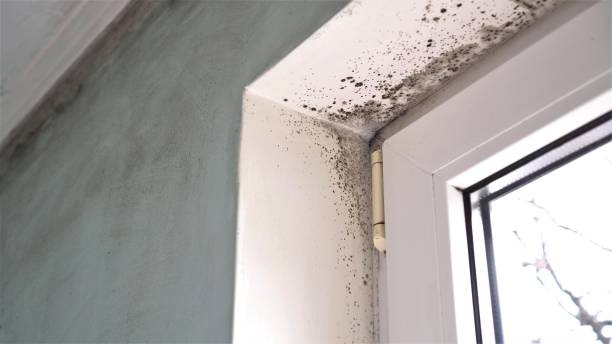 Best Same-Day Mold Removal  in San Rafael, CA