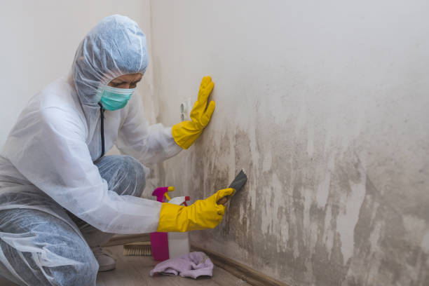 Best Best Mold Removal Companies  in San Rafael, CA