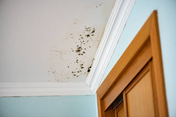 Mold Testing and Removal in San Rafael, CA