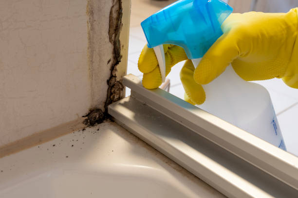 Best Professional Mold Removal  in San Rafael, CA