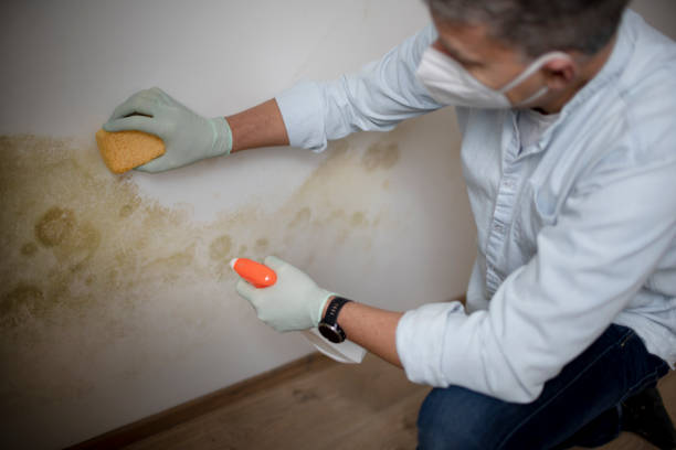 Best Affordable Mold Removal  in San Rafael, CA