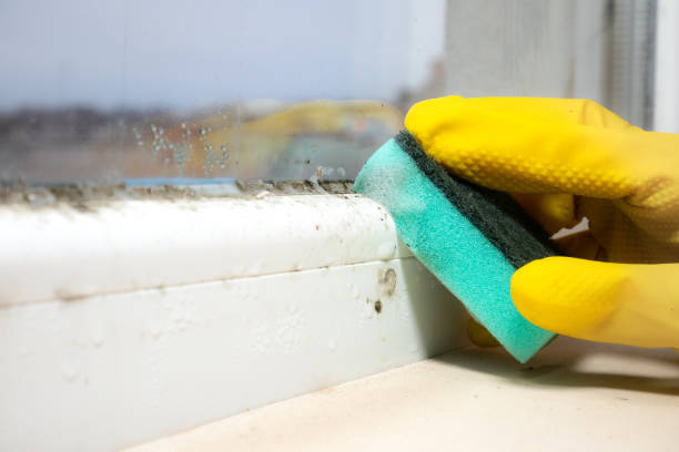 Attic Mold Removal in San Rafael, CA
