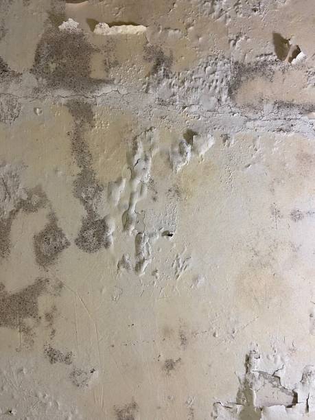 Best Attic Mold Removal  in San Rafael, CA