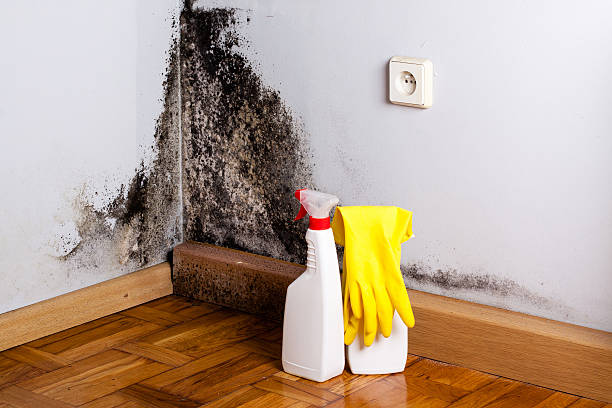 Best Mold Removal Near Me  in San Rafael, CA