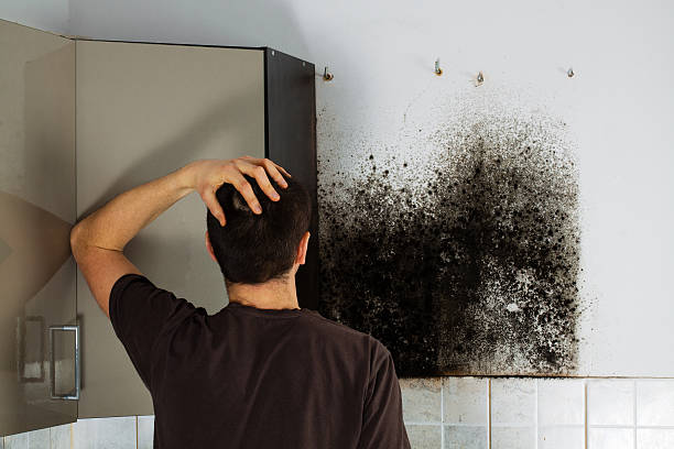 Best Toxic Mold Removal  in San Rafael, CA