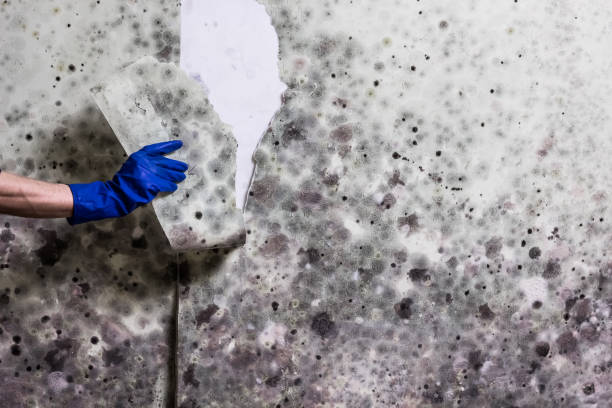 Best Commercial Mold Removal  in San Rafael, CA